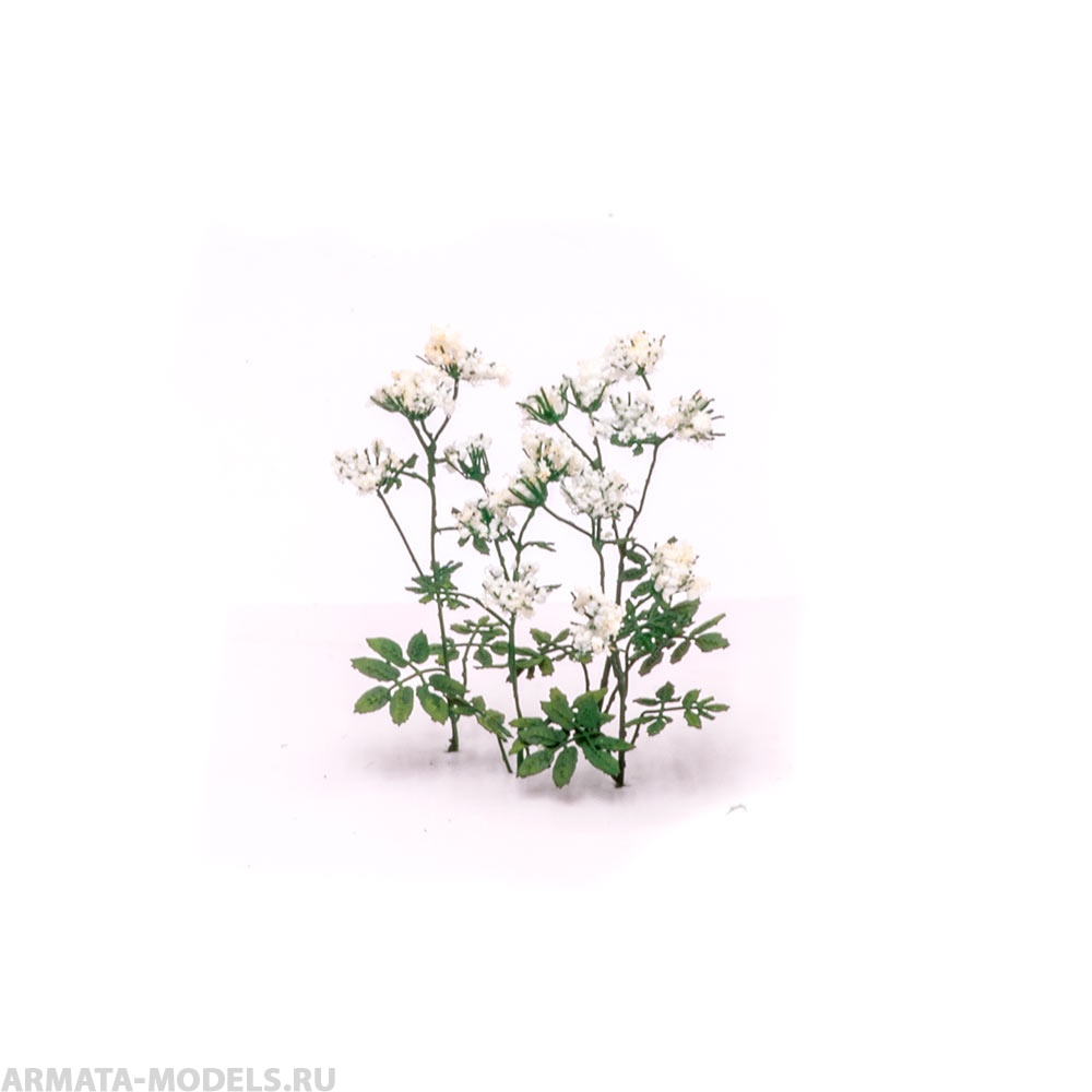 S203MWP Сныть цветущая, размер М